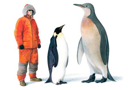 mega penguins|largest penguin ever to exist.